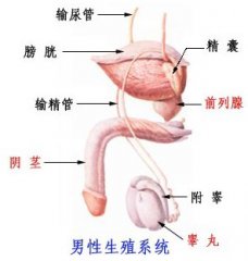 前列腺炎疾病患者会出现什么症状表现呢